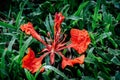 Vibrant red Flamboyant tree flower on green grass lawn Royalty Free Stock Photo