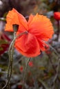 Vibrant red flower backdrop of defocused red poppy petals and green seed box Royalty Free Stock Photo