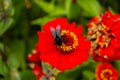 A red flower with a black bumblebee. Royalty Free Stock Photo