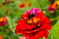 A red flower with a black bumblebee. Royalty Free Stock Photo