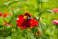 A vibrant red flower with a black bumblebee. Royalty Free Stock Photo