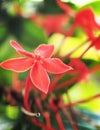 Vibrant Red Flower in Bloom in mornig Royalty Free Stock Photo