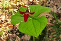 Vibrant red flower and green leaves of a wake robin trillium in a spring forest