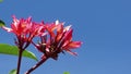 Red Fangipani in blue sky.