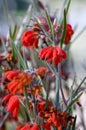 Vibrant red flowers of the Australian native Red Ochre Spider Flower, Grevillea bronwenae, family Proteaceae Royalty Free Stock Photo