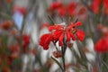 Vibrant red flowers of the Australian native Red Ochre Spider Flower, Grevillea bronwenae, family Proteaceae. Royalty Free Stock Photo