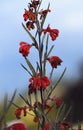 Vibrant red flowers of the Australian native Red Ochre Spider Flower, Grevillea bronwenae, family Proteaceae Royalty Free Stock Photo