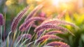 Vibrant red fountain grass basking in the warm golden light of sunset