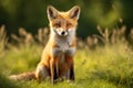 A vibrant red fox perched peacefully on top of a thriving green field, displaying natures harmony., Red fox, Vulpes vulpes, a