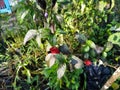 Vibrant Red Fruits of The Chili Pepper Plant