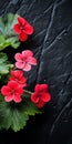 Vibrant Red Geranium Flowers On Black Stone Background Royalty Free Stock Photo