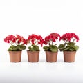 Vibrant Red Geraniums In Pots - Stunning Floral Arrangement