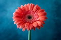 Vibrant Red Gerbera Daisy Flower Isolated on a Deep Blue Textured Background - Perfect for Greeting Cards, Invitations, and Wall Royalty Free Stock Photo