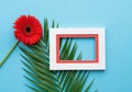 A vibrant red gerbera daisy framed by a white and red frame on a blue background with a palm leaf Royalty Free Stock Photo