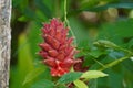 A vibrant red ginger flower surrounded by lush green leaves, scientifically known as Zingiber zerumbet