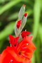 Vibrant Red Gladiolus Buds Starting to Blossom - Varigated Soft Green Background