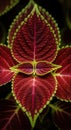 Vibrant red and green coleus leaves showcasing intricate pattern and texture against a dark background Royalty Free Stock Photo