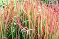 Vibrant Red and Green Japanese Blood Grass in Lush Garden Setting