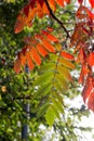 Vibrant red green Tree of Heaven leaves in fall