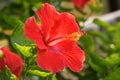 Vibrant red hibiscus flower