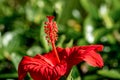 Vibrant red hibiscus flower with yellow pollen on stigma
