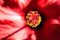 Vibrant red hibiscus flower with yellow pollen on stigma Royalty Free Stock Photo