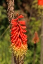 Vibrant Red Hot Poker Flower: Nature\'s Fiery Elegance