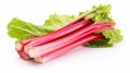 Ravishing Rhubarb: A Delightful Contradiction in Red