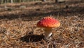 Vibrant red Inocybe geophylla mushroom in forest setting Royalty Free Stock Photo