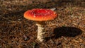 Vibrant red Inocybe geophylla mushroom in forest setting Royalty Free Stock Photo