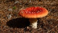 Vibrant red Inocybe geophylla mushroom in forest setting Royalty Free Stock Photo