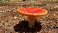 Vibrant red Inocybe geophylla mushroom in forest setting Royalty Free Stock Photo