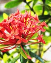 Vibrant Red Ixora Flower in Bloom Royalty Free Stock Photo