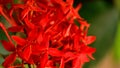 Vibrant Red Ixora flowers