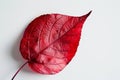 Vibrant red leaf with intricate veins