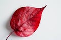 Vibrant red leaf with intricate veins Royalty Free Stock Photo
