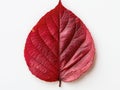 Vibrant red leaf with intricate veins Royalty Free Stock Photo