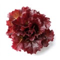 Fresh Red Leaf Lettuce Head With Water Droplets Studio Shot Against White Background Healthy Food Royalty Free Stock Photo