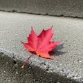A vibrant red maple leaf (Acer spp.) rests on a textured concrete step. The leaf, Royalty Free Stock Photo