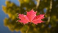 A vibrant red maple leaf floats on the surface of dark water with a blurred yellow background Royalty Free Stock Photo