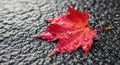 Vibrant Red Maple Leaf with Raindrops on Textured Surface Royalty Free Stock Photo