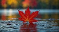 Autumn Maple Leaf on a Rock with Water Droplets Reflecting the Fall Colors Royalty Free Stock Photo
