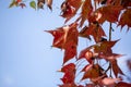 Vibrant Red Maple Leaves Falling in a Beautiful Autumn Royalty Free Stock Photo