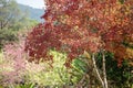 Vibrant Red Maple Leaves Falling in a Beautiful Autumn Royalty Free Stock Photo