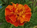 vibrant red marigold bloom in closeup Royalty Free Stock Photo