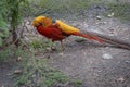 Vibrant red and orange bird with a lengthy tail near the tree branches