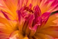 Vibrant red and orange color dahlia Royalty Free Stock Photo