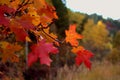 Vibrant Red and Orange Fall Maple Leaves Royalty Free Stock Photo