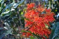 Orange flowers of the Australian native Firewheel tree