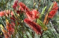 Vibrant red and orange flowers of the Australian native Mountain Hakea, Hakea grammatophylla, family Proteaceae